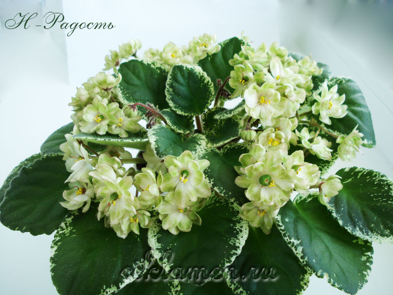 Н-Радость	(Бердникова)