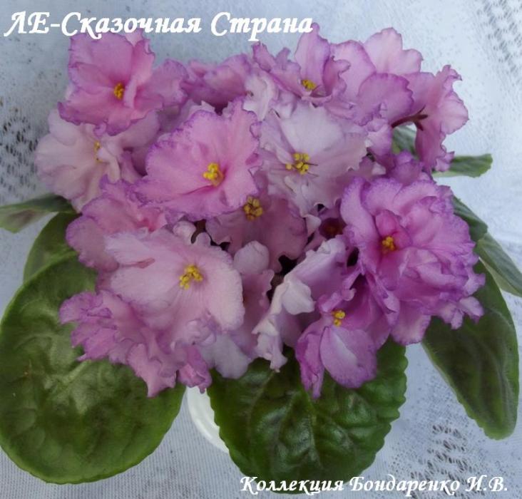 ЛЕ-Сказочная Страна1-1.jpg