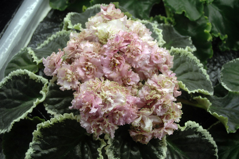 Ma's-Corsage.jpg