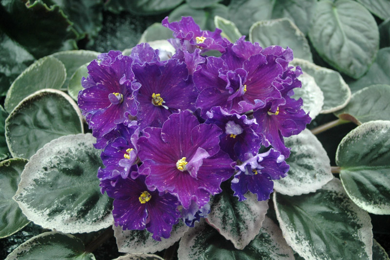Ян-Комильфо.jpg