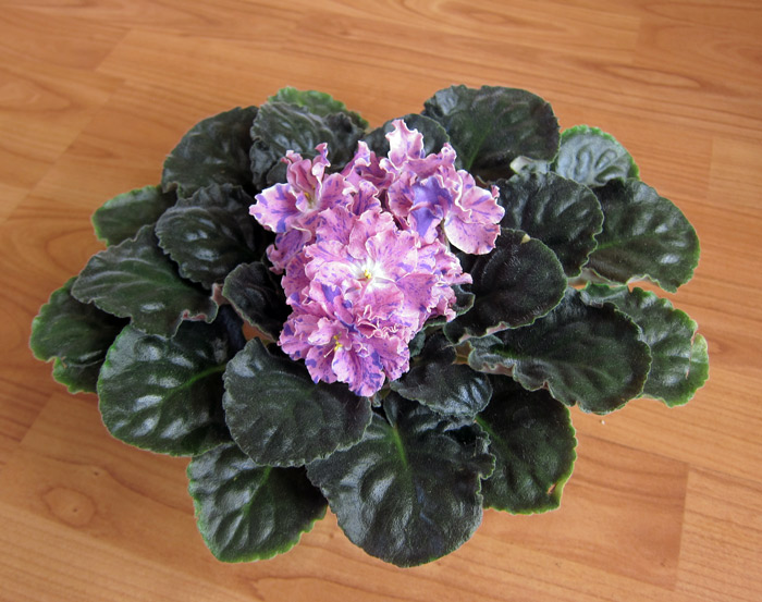 ЛЕ-Розмари.jpg