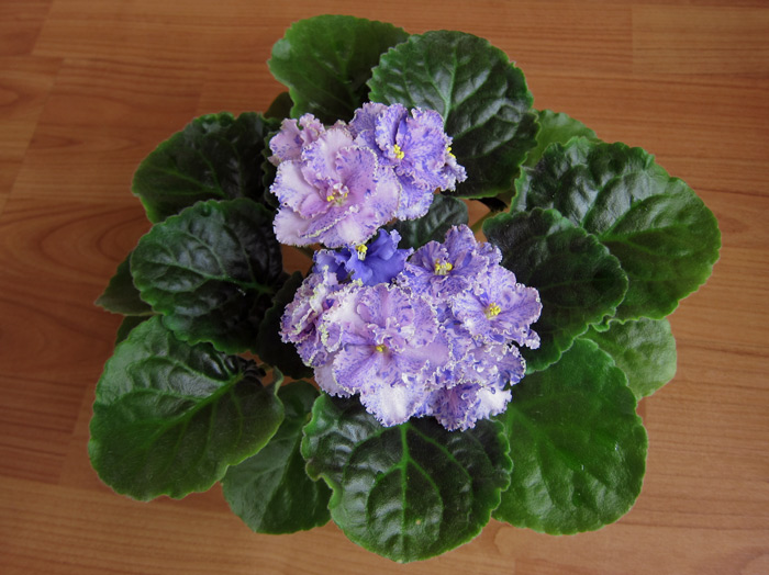 ЛЕ-Полина.jpg