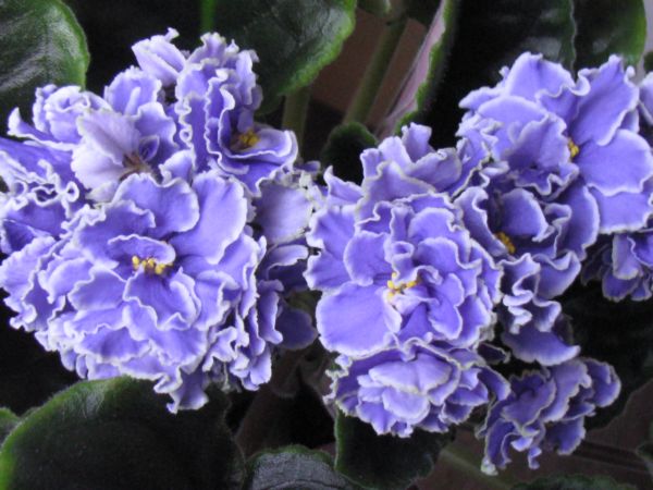 Caribbean Blue.jpg