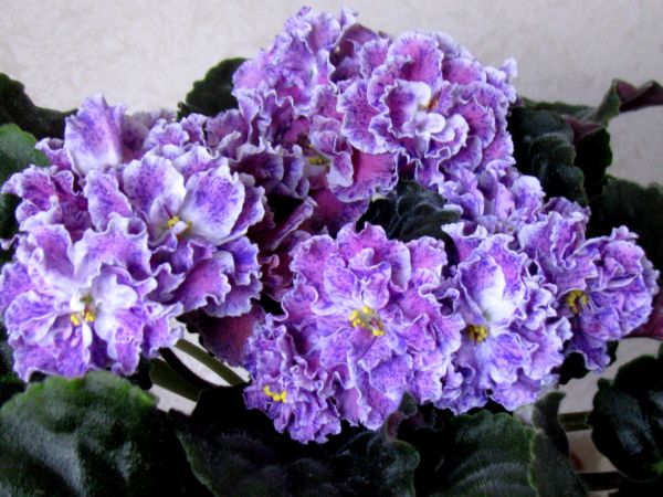 ЛЕ-Розмари.jpg
