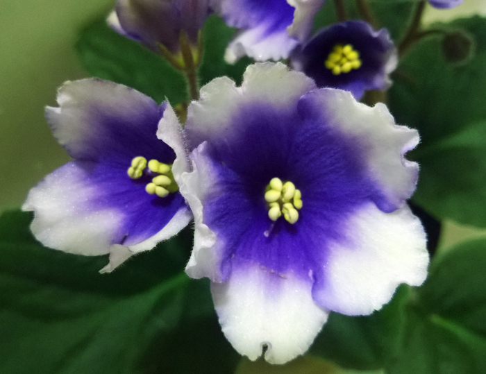 Humako-Oriental-(blue).jpg