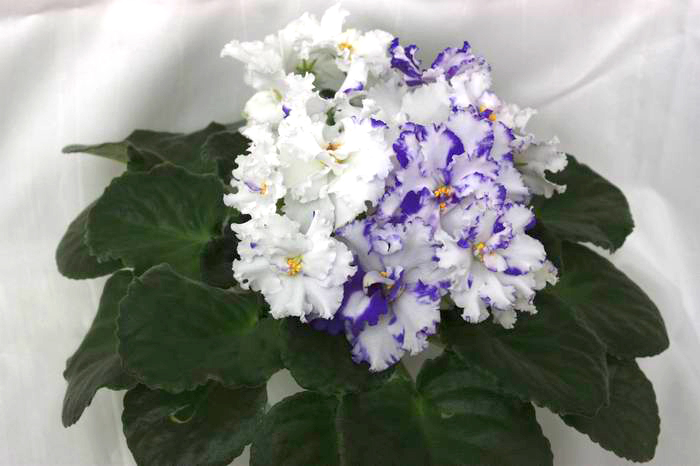 Arctic Frost.jpg