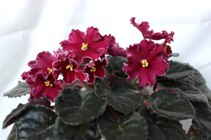 Red Rocket.jpg