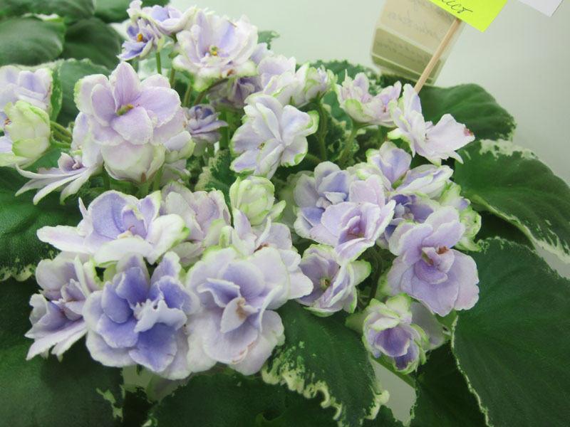 Плессер Buckeye Seductress