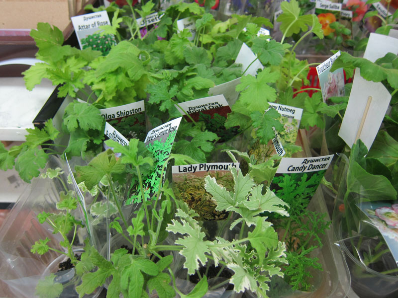 IMG_8270.jpg