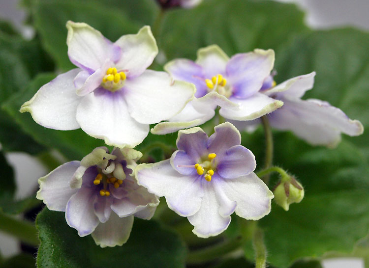 Morgan's Heliotrope Fairy.jpg