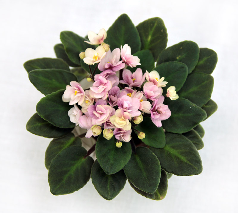 3 место – Little Rose Claire (Anthoflores), колл. Н. Старостенко