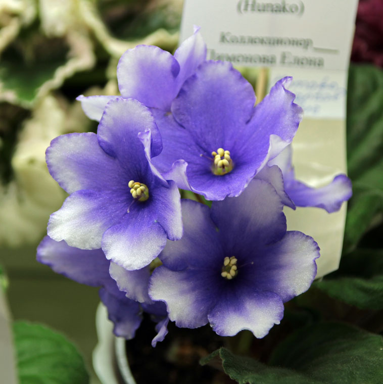 Humako Oriental