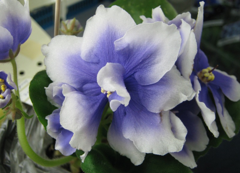 Блинкина, Humako Inches.JPG