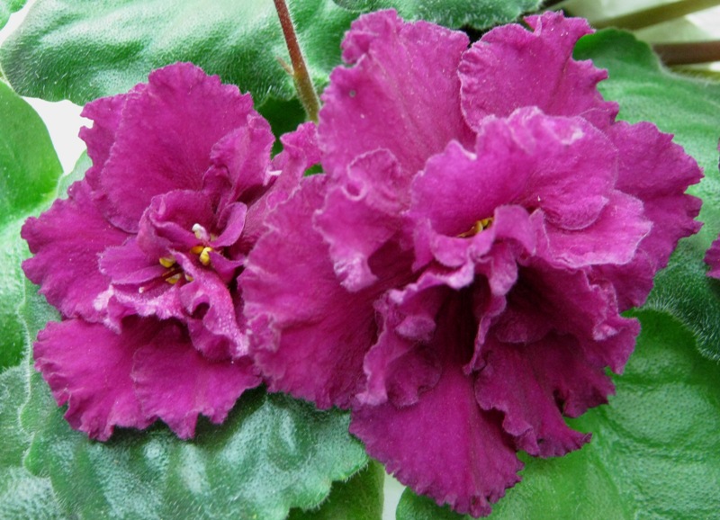 Плессер, Alamo Frills.JPG