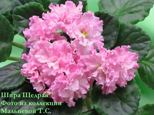 Щедрая(другое название&amp;quot;Изера&amp;quot;)