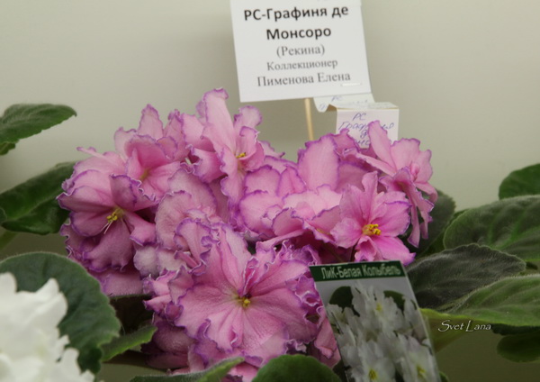 РС-Графиня де Монсоро (Кол. Е.Пименова)