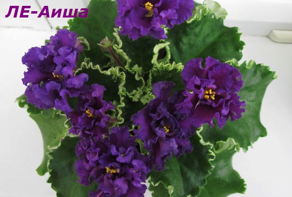 ЛЕ-Аиша.jpg
