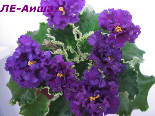 ЛЕ-Аиша1.jpg