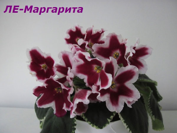 ЛЕ-Маргарита.jpg