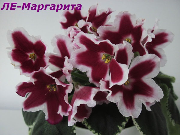 ЛЕ-Маргарита1.jpg