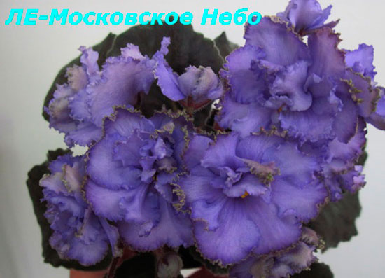 ЛЕ-Московское-Небо3.jpg