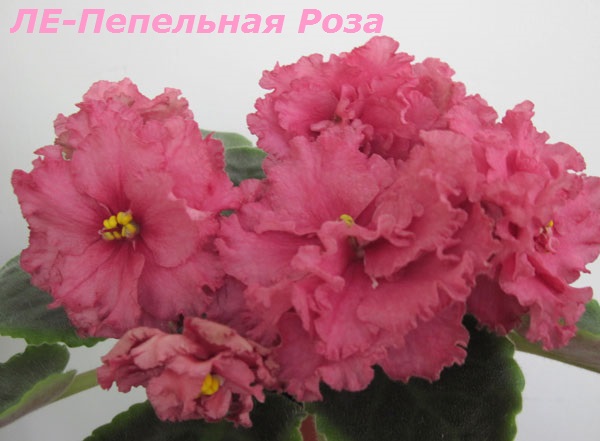ЛЕ-Пепельная-Роза.jpg