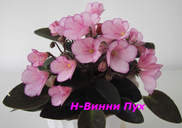 Н-Винни-Пух1.jpg