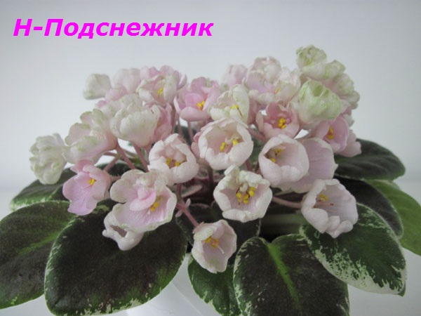 Н-Подснежник1.jpg