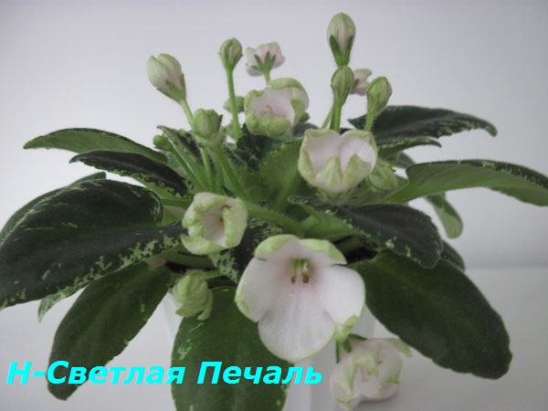 Н-Светлая-Печаль1.jpg