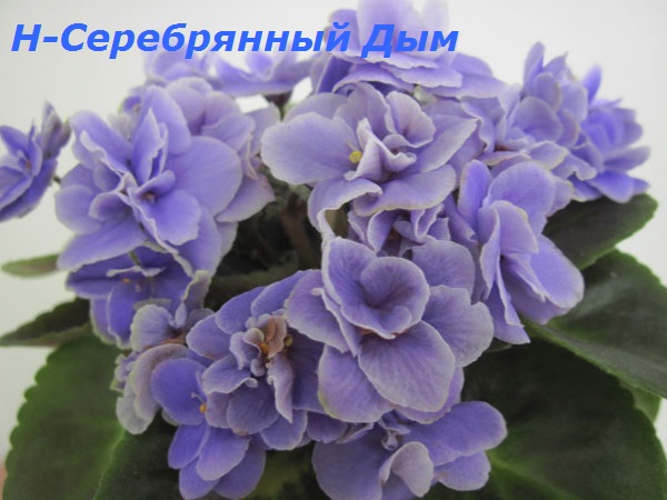 Н-Серебрянный-Дым1.jpg