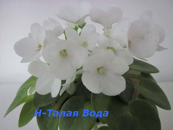 Н-Талая-Вода2.jpg