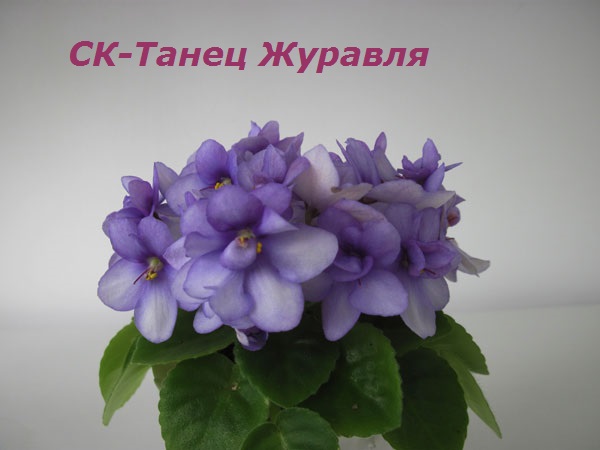 СК-Танец-Журавля1.jpg