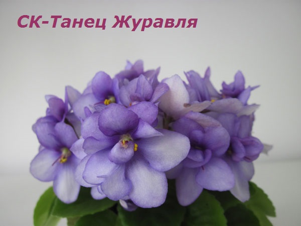 СК-Танец-Журавля.jpg
