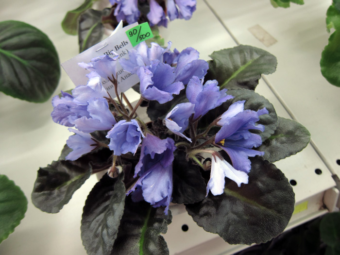 Senk's-Big-Bells.jpg