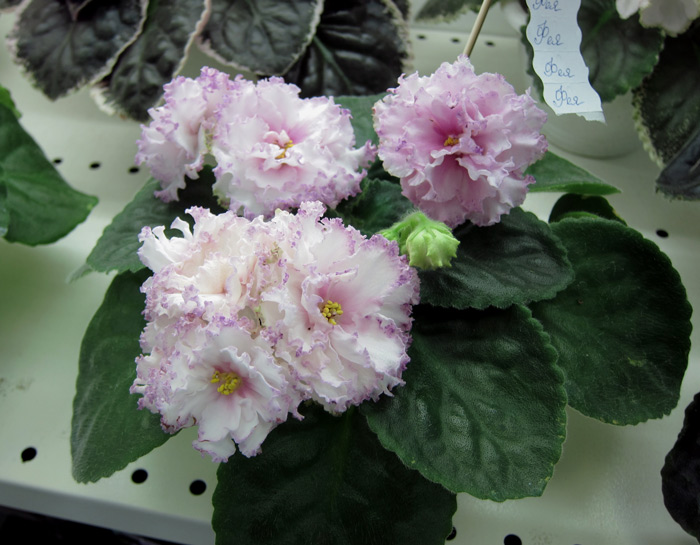 Фея-(Чистякова).jpg