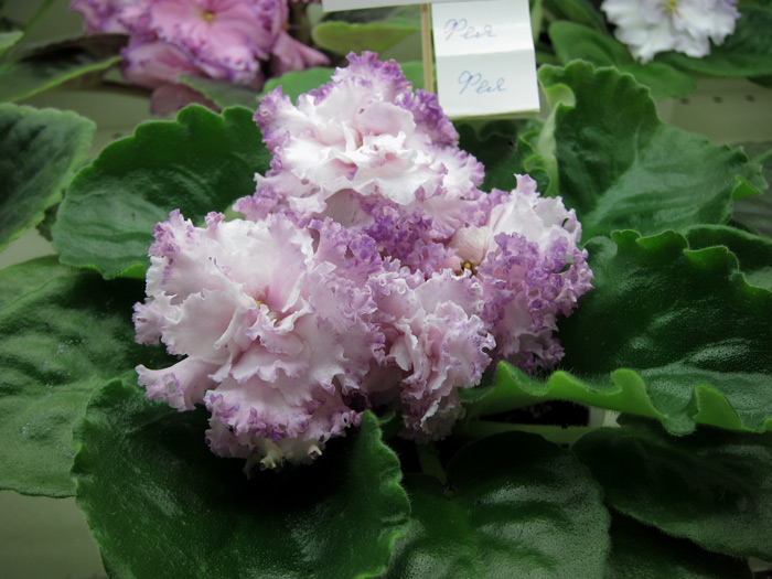 Фея-(Пименова).jpg