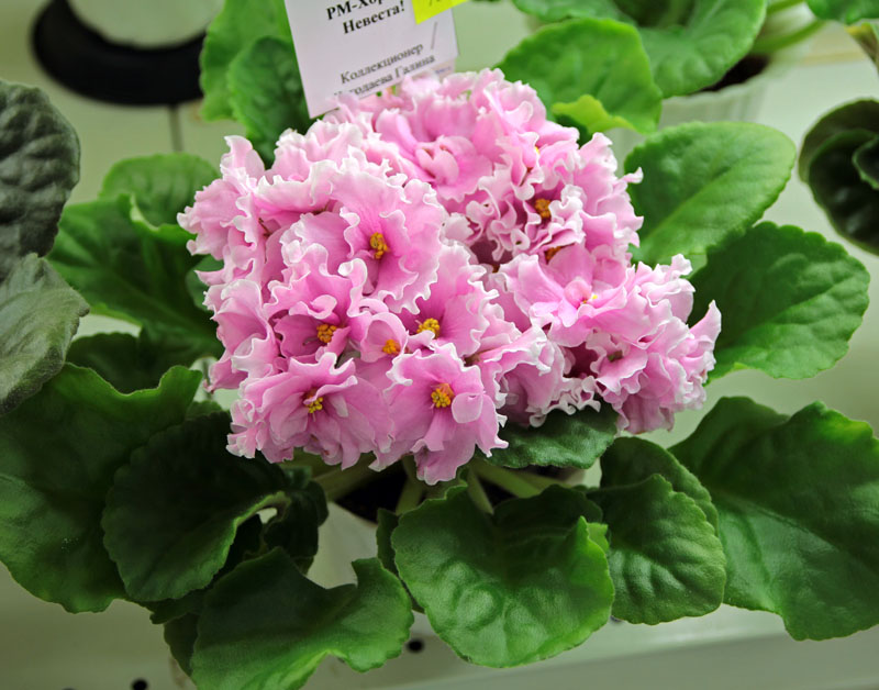 РМ-Хороша Невеста