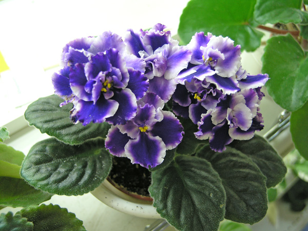 Rhapsodie Cora (Holtkamp), колл. С. Патрушева