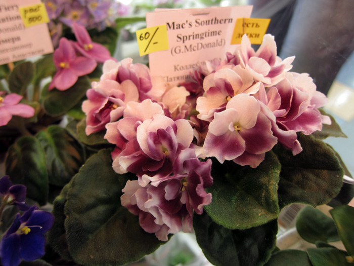 Mac's-Southern-Springtime.jpg
