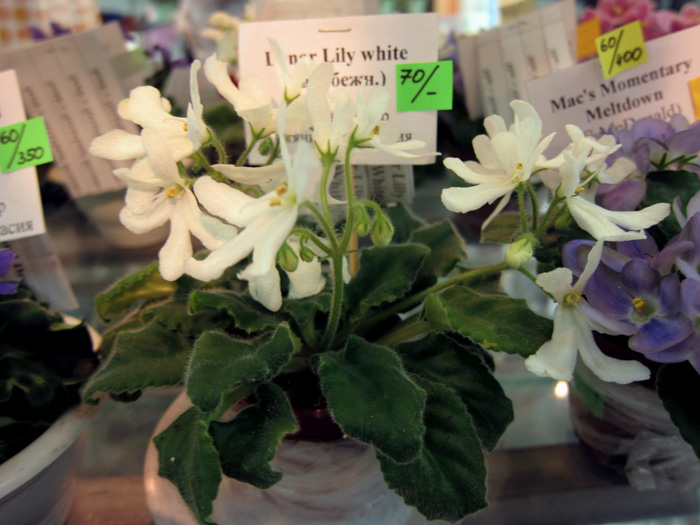 Lunar-Lily-White.jpg