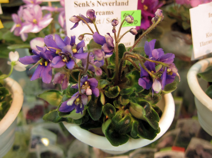 Senk's-Newerland-Dreams.jpg