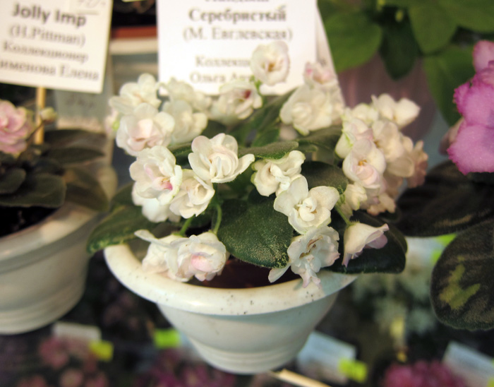 Ландыш-Серебристый-(Артёмова).jpg