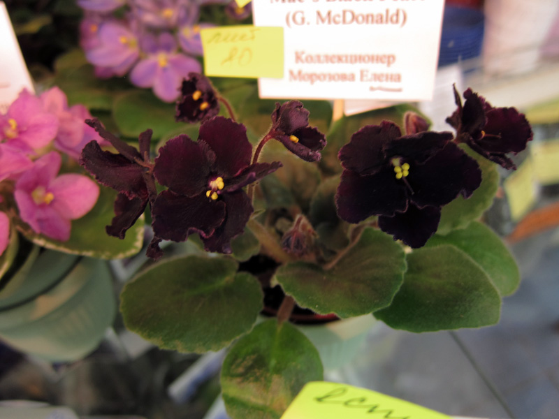 Mac's-Black-Pearl.jpg