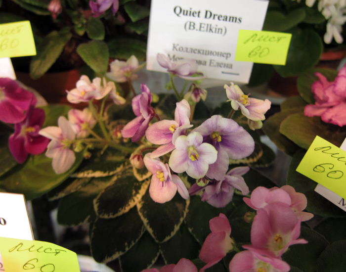 Quiet-Dreams.jpg