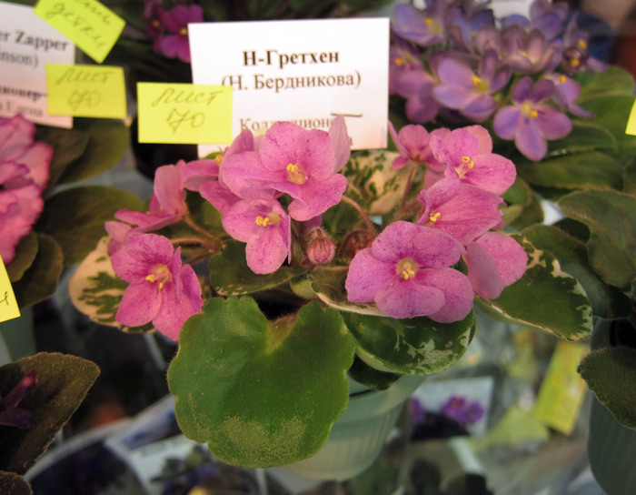 Н-Гретхен.jpg