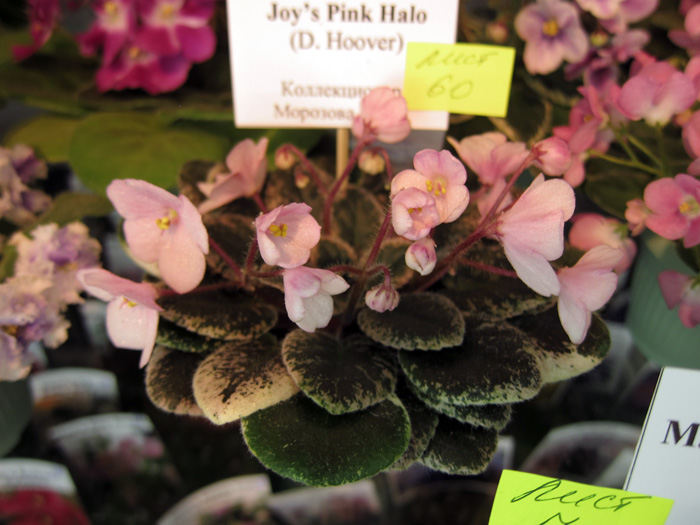 Joy's-Pink-Halo.jpg