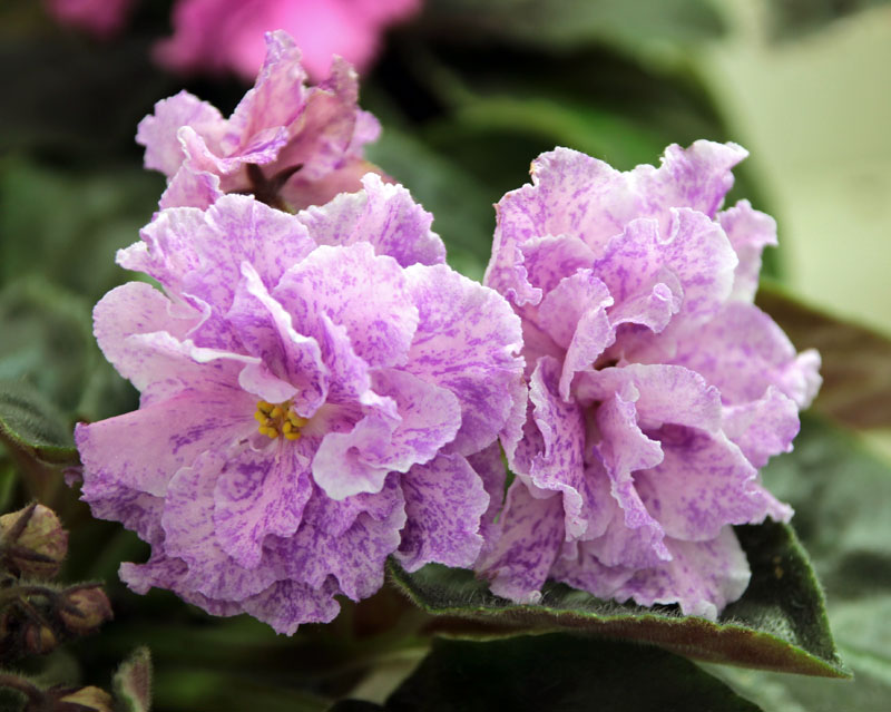 РС-Анжелина, колл. Н. Чистякова