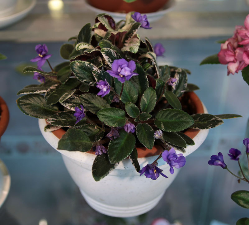 Senk's Elm