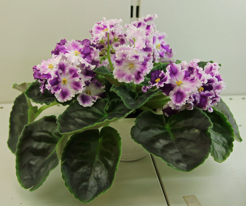 АЕ-Supernature,