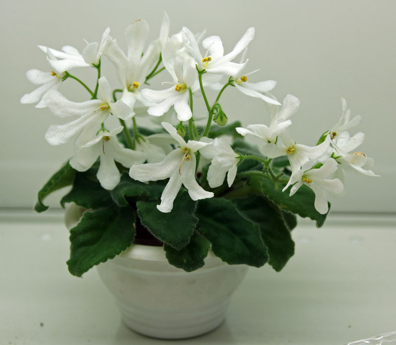 Lunar Lily white
